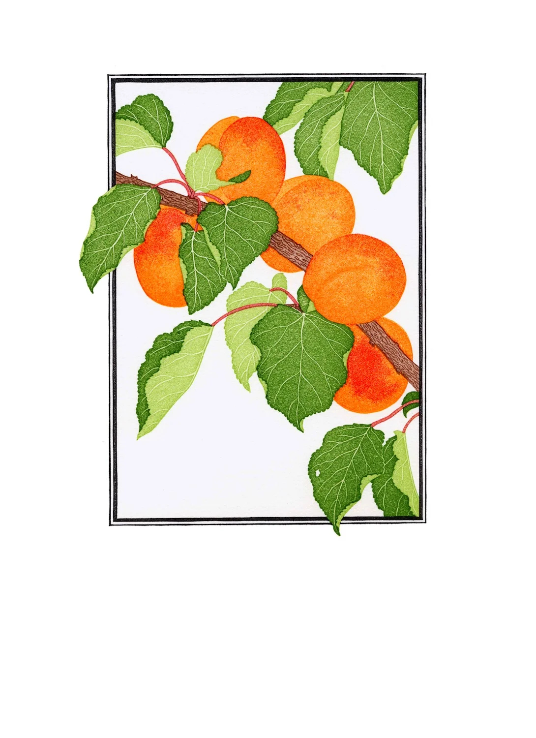 Fruit Prints — Patricia Curtan